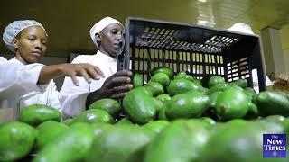 Rwanda Fruit vegetable exports offer huge benefits employment