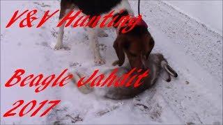 Beagle Jahdit 2017 2018 Jakso 2