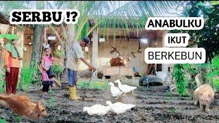 SERBU ⁉️ ANABULKU IKUT BERKEBUN