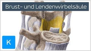 Brust- und Lendenwirbelsäule - Knochen - Anatomie des Menschen  Kenhub