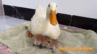 Ducks know how to take care of kittens better than mother catsThe cat is surprisedSo funny cute