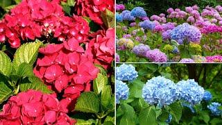 35 The Most Beautiful Hydrangea in the World  DIY Gardening