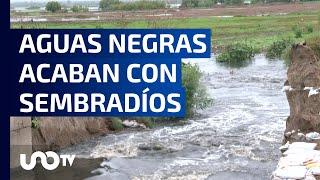 Aguas negras acaban con sembradíos en Zumpango