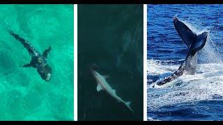 Whales Tiger Sharks & Hammerhead Shark in Hawaii Ultimate Whales Expedition EP3