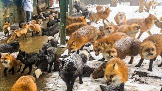 More than 100 foxes live in a free-range fox village Japan｜Zao Fox Village Miyagi