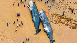 Dead Sperm Whales Washed Up On Sea Shores. What Was Found In Their Stomachs Is An Absolute Nightmare