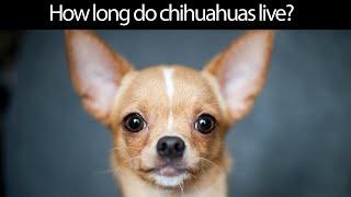 How Long do Chihuahuas Live? The full details