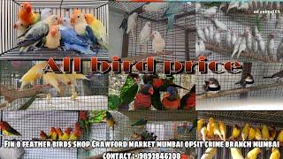 Exotic Birds Price In India  exotic birds