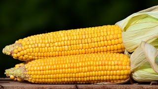 10 Amazing Benefits of Corn  Health And Nutrition