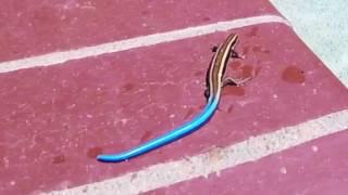 California Skink Drops Its Tail