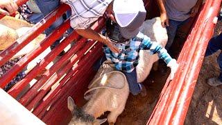 EIGHT YEAR OLD BULL RIDER  THESE KIDS ARE FEARLESS