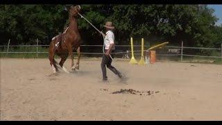 Equitation naturelle  comment rééduquer un cheval qui se cabre ?