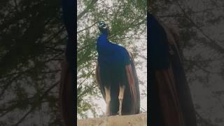 Peacock Sound  #youtubeshorts #birdsoundvideo #shortvideo #youtuber #naturelovers #viral #6000