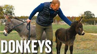 Thinking of keeping donkeys? - Adam Hensons Farm Diaries - Ep23