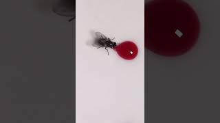 Stupid fly got in the FX shot & became Fly Drinks Stage Blood Stock Footage #shorts  version