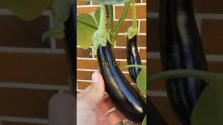 Growing Eggplants from Seed to Harvest - Aubergines in containers