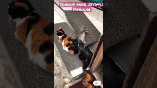 Yorgun anne kedi ve sevimli yavrular