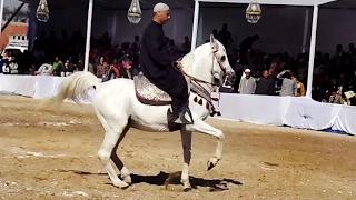 خيل وخيالة - رقص خيل صعيدي _  Dancing Horse egypt