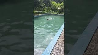 Belgian Shepherd Dog diving #dogtraining #dog #shepherd