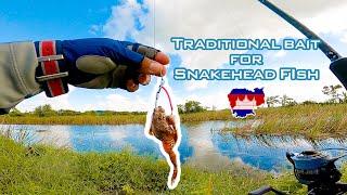 Cambodia traditional frogging for snakehead fish unexpected catch