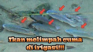 Buset Dah Hanya Disini Ikan Tidak Dimakan Ketapel ikan Slingshot Fishing