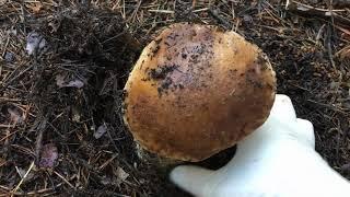 Белые грибы и маслята летом 2021.