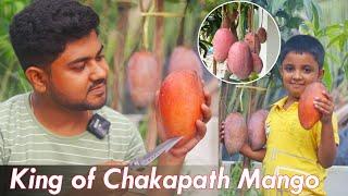 King of Chakapath Mango  Fruiting  Apple Ber Nursery