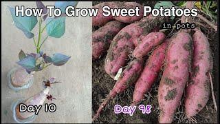How to grow Sweet Potatoes in pots at home Growing Sweet Potatoes in Container or Pots by NY SOKHOM