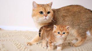 The cutest first meeting of cat William with his son Marzipan