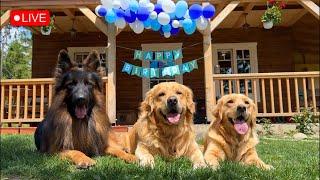 Live Surprising My Dog With a Birthday Party