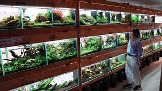 The Most INCREDIBLE PLANTED AQUARIUM FISH STORE TOUR in Japan