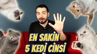 EN SAKİN 5 KEDİ IRKI En Sakin ve Uysal Kedi Cinsleri