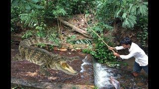 People Are Awesome Brave Men Catches Crocodile Near Mountain in Cambodia
