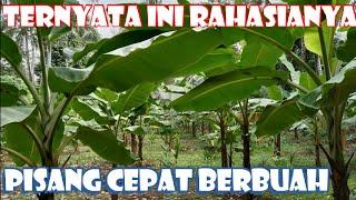 CARA AGAR TANAMAN PISANG CEPAT BERBUAH‼️