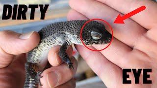 How to clean Leopard Geckos eyes  2022