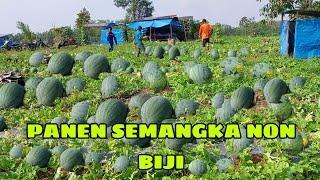 menanam semangka non biji sampai panen