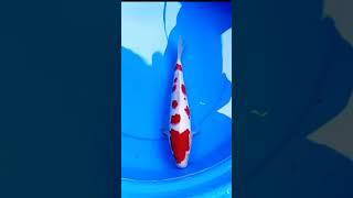 Super strong kohaku Sakura #ikankoi  #ikan #koi #shortvideo