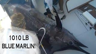 1000 LB bLUE MARLIN TOURNAMENT CATCH  Billfish Movement TV 047