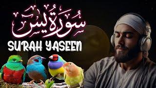 Surah YasinYaseen  Full With Arabic  Beautiful recitationیس سورہ  SUBHAN TV