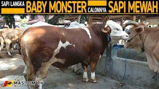 Sapi Langka  Baby Monster Simental Super Calon Sapi Mewah  BB 601 Kg Masih Usia 16 Bulan 