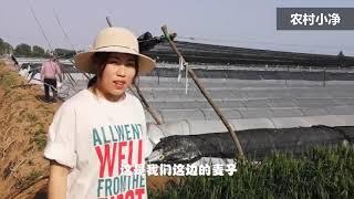 农村小净：农村女孩下地干活，发现麦子开花了，比人高的麦子你见过吗