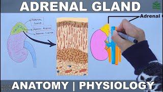 Adrenal Gland  Anatomy and Physiology