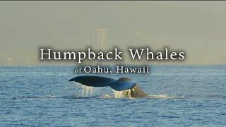 Humpback Whales of Oahu HI