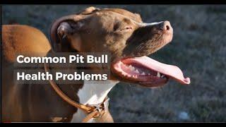 Common Pit Bull Health Problems You Need to Know About