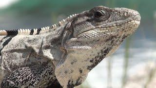 Beach Lizards... Black Spiny Tailed Iguanas Ctenosaura similis at the beach