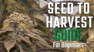 How to Grow Weed From Seed to Harvest  2x2 Tent Beginners Guide