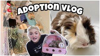 adopting a new pig herd bonding + upgrading cage  GUINEA PIG VLOG 