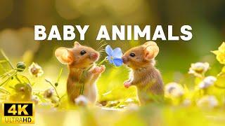 Baby Animals 4K - Live In The Happy World Of Baby Animals With Soothing Relaxing Healing Music