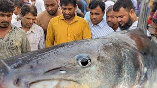 মৈনট ঘাটে পদ্মার ফ্রেশ আইড় বেলে চিংড়ি মাছের নিলাম  today fish market in Bangladesh  fishing 