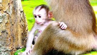 Oh my god The baby monkey is appear unhappy became its mother #monkey #animals #pets #youtuber